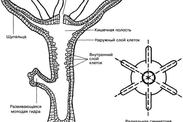 Kraken  ссылки